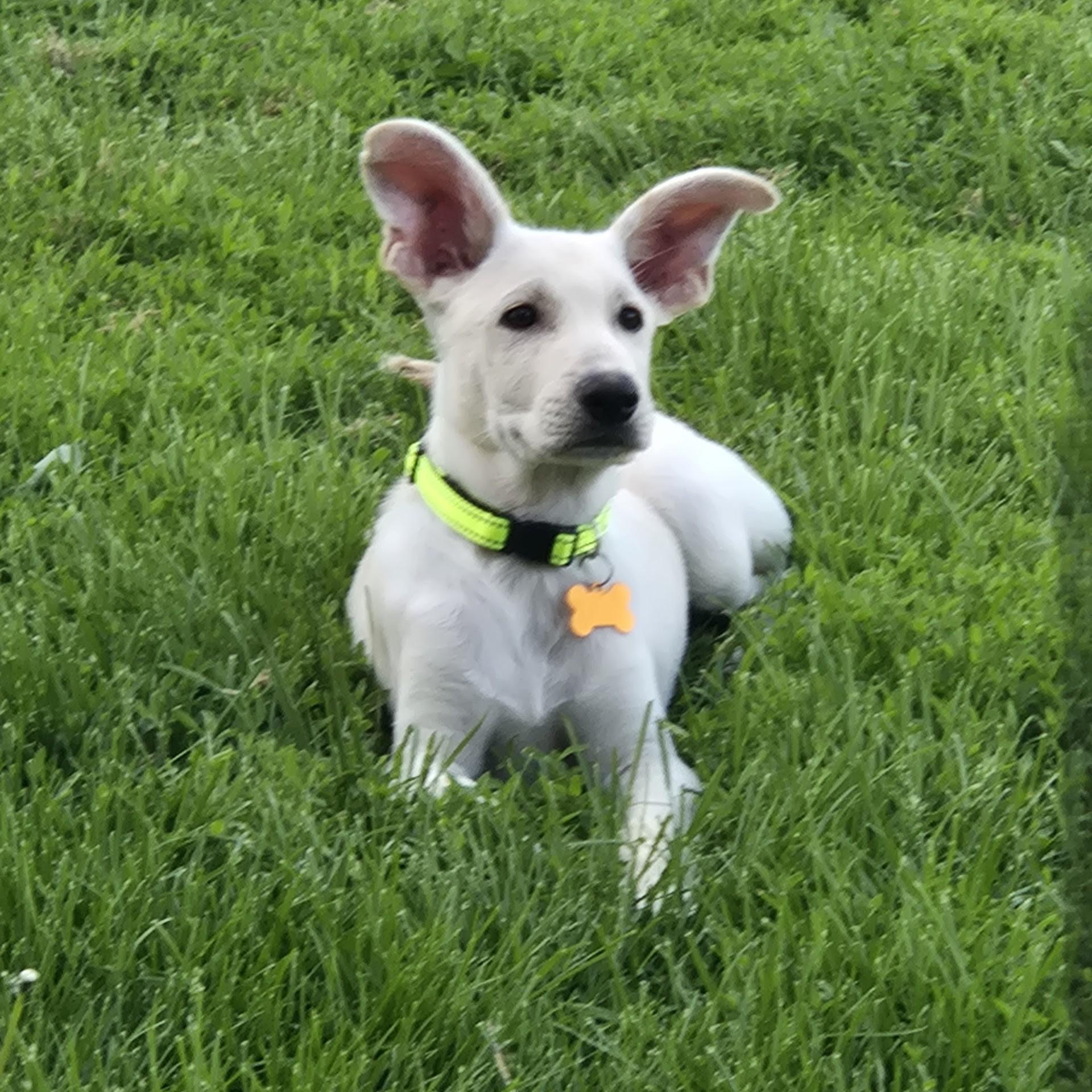 Enlarge Plex, an adopted mixed breed in Normal, IL image 4/6