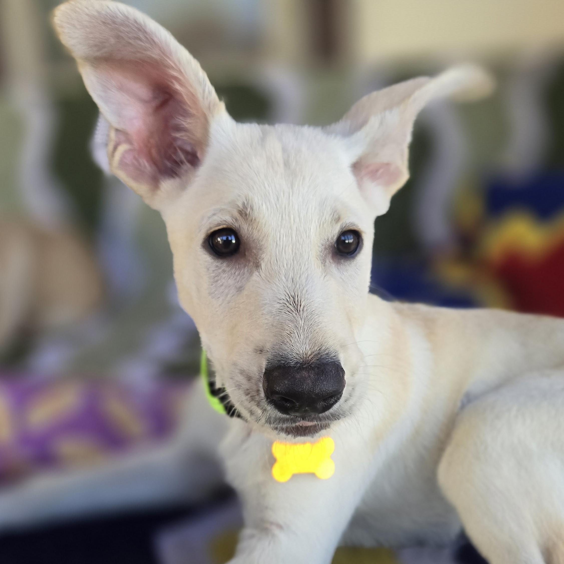 Enlarge Plex, an adopted mixed breed in Normal, IL image 3/6
