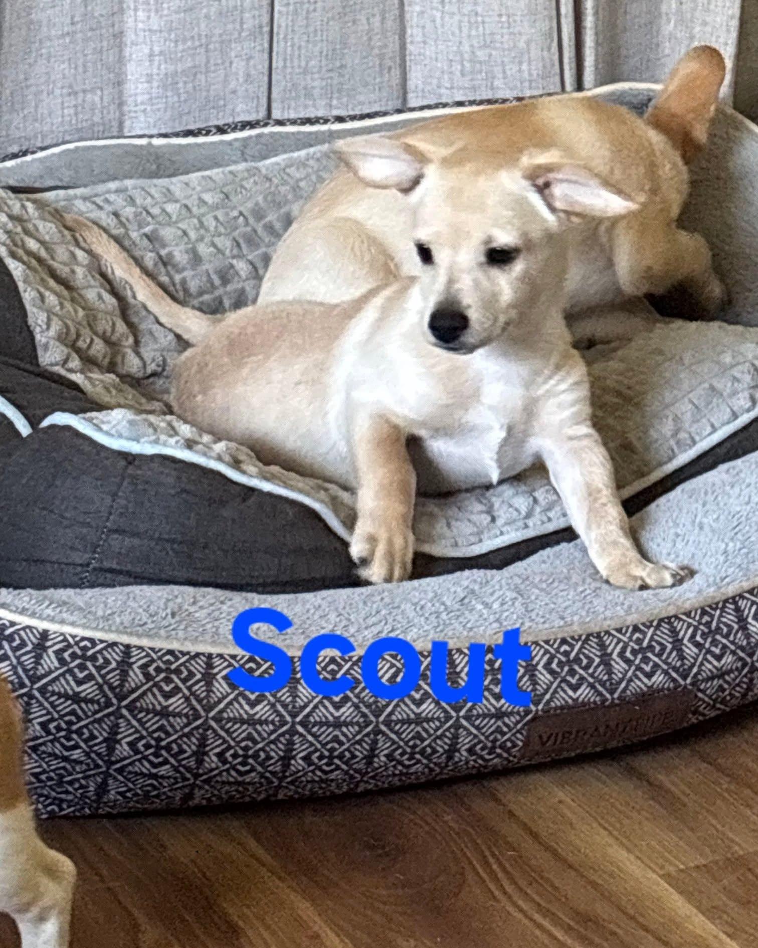 Enlarge Scout, a Adopted mixed breed in Plattsmouth, NE image 1/2