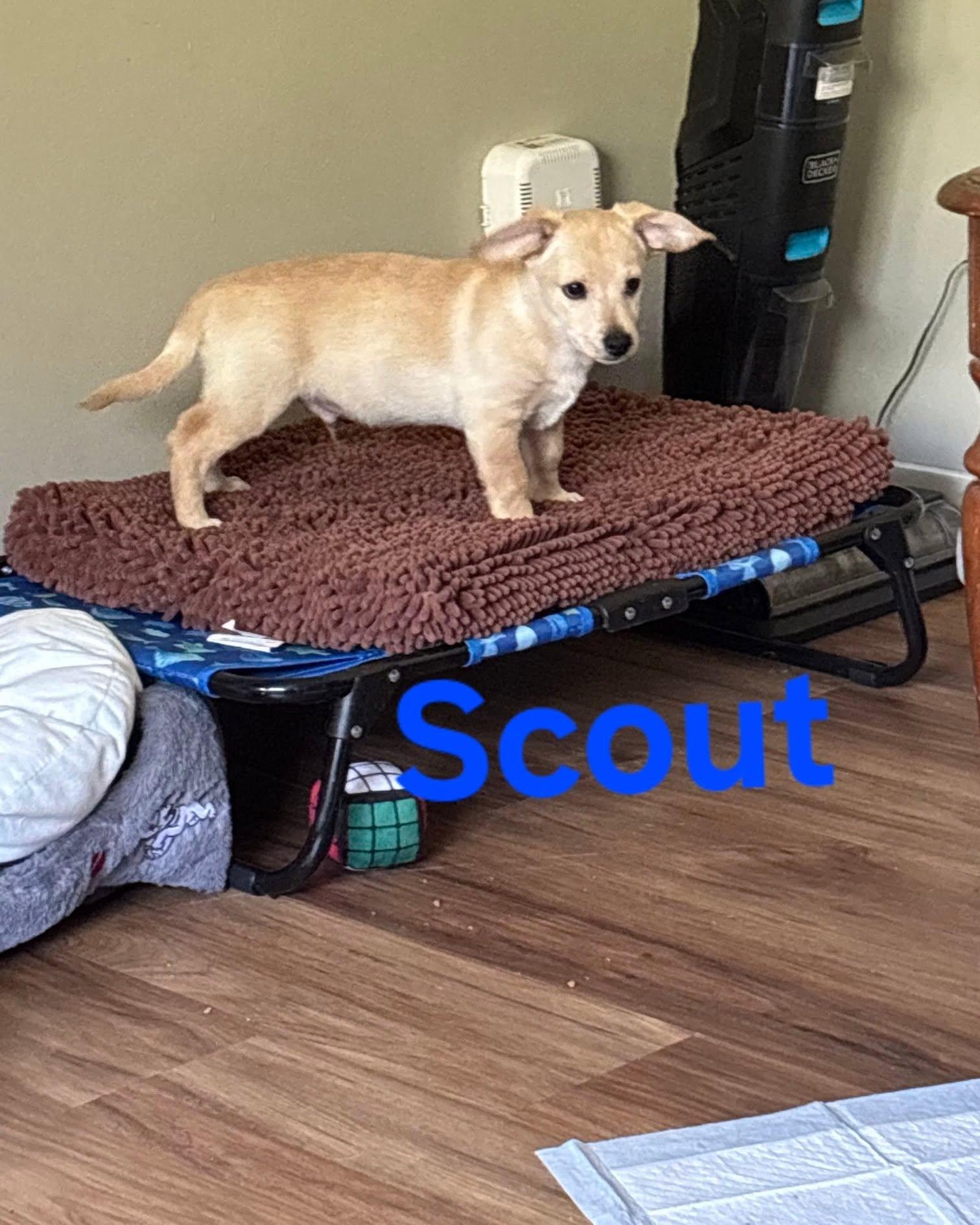 Enlarge Scout, a Adopted mixed breed in Plattsmouth, NE image 2/2