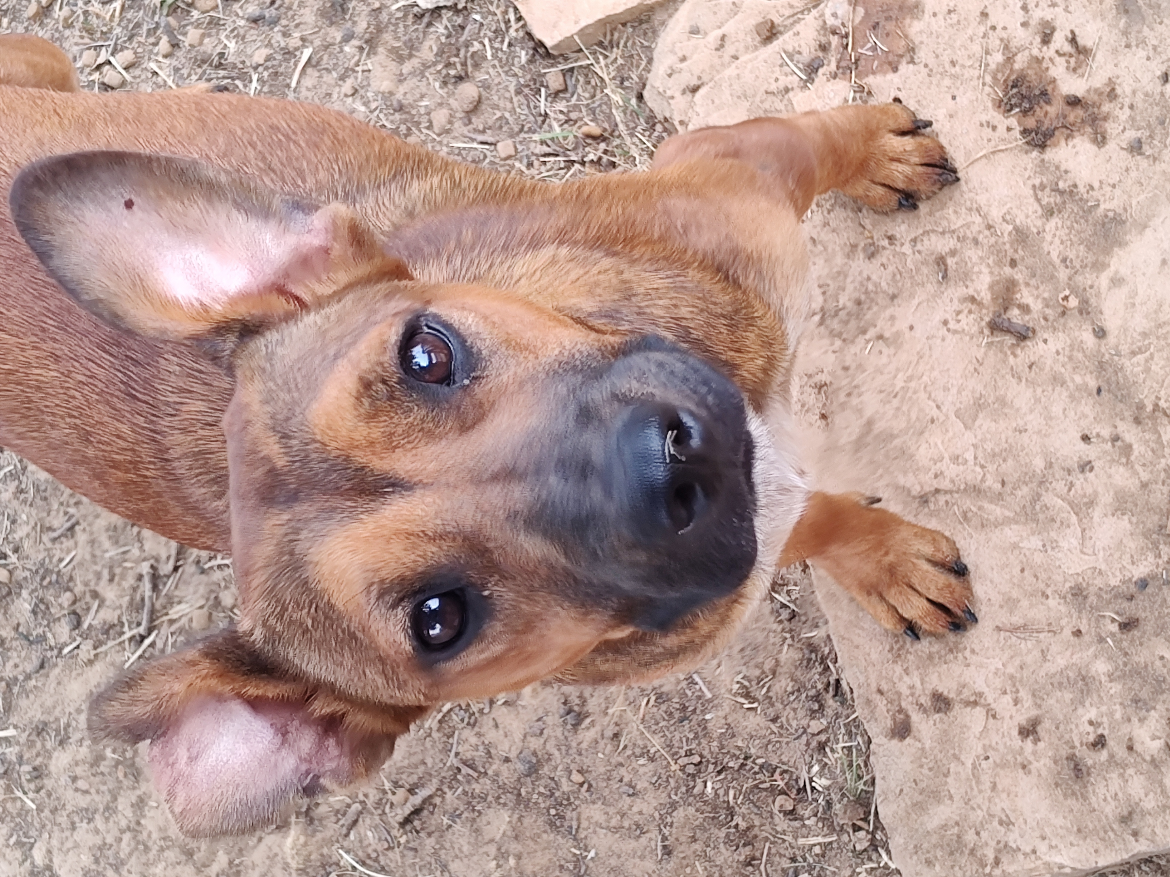 Carmello