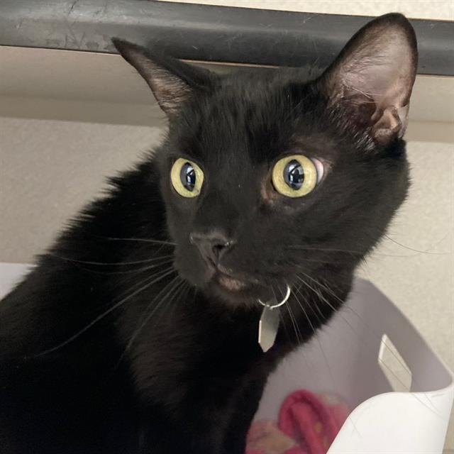 GARFIELD, Adoptable, Adult Male Domestic Short Hair.