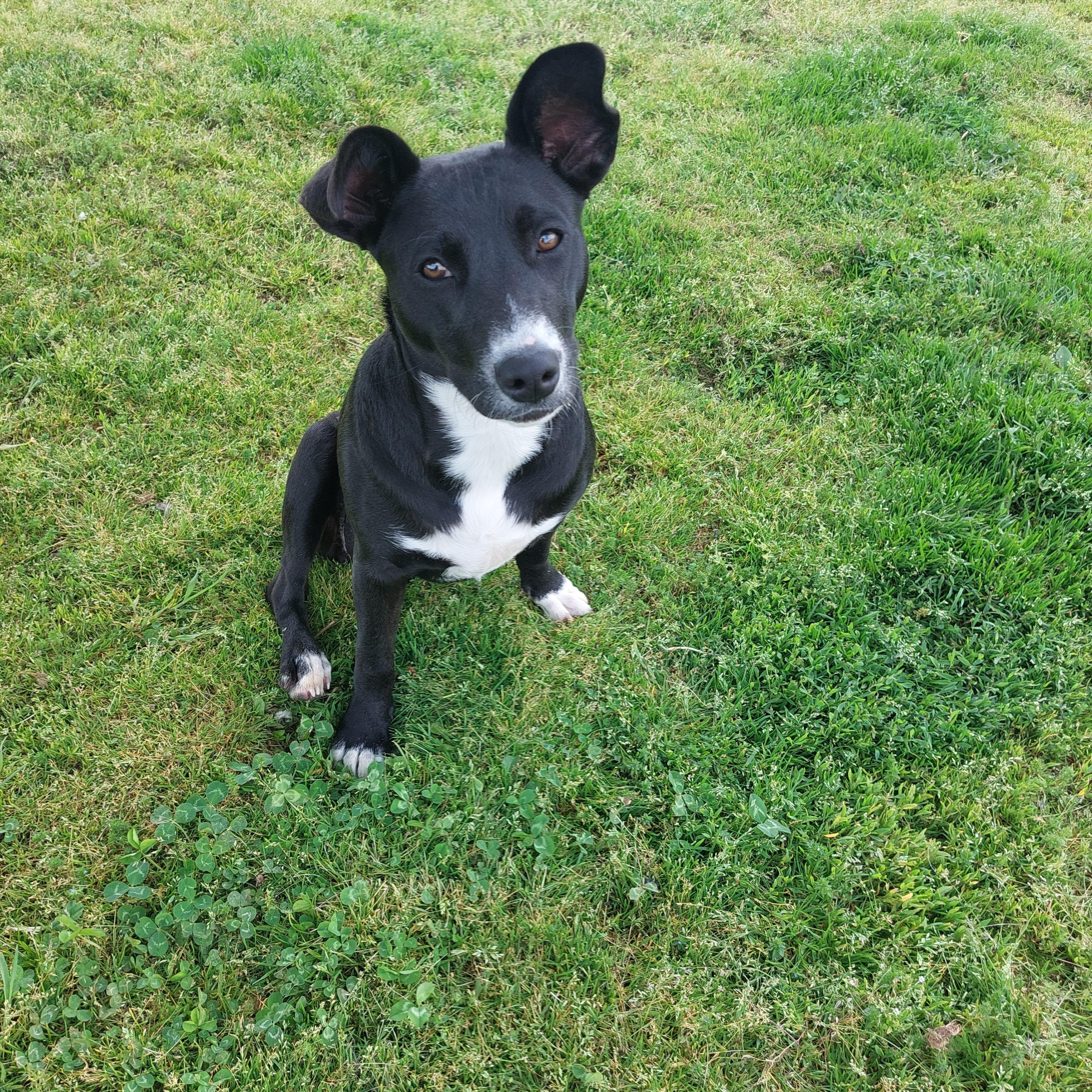 Kari, adopted, Puppy Female Border Collie & Terrier.