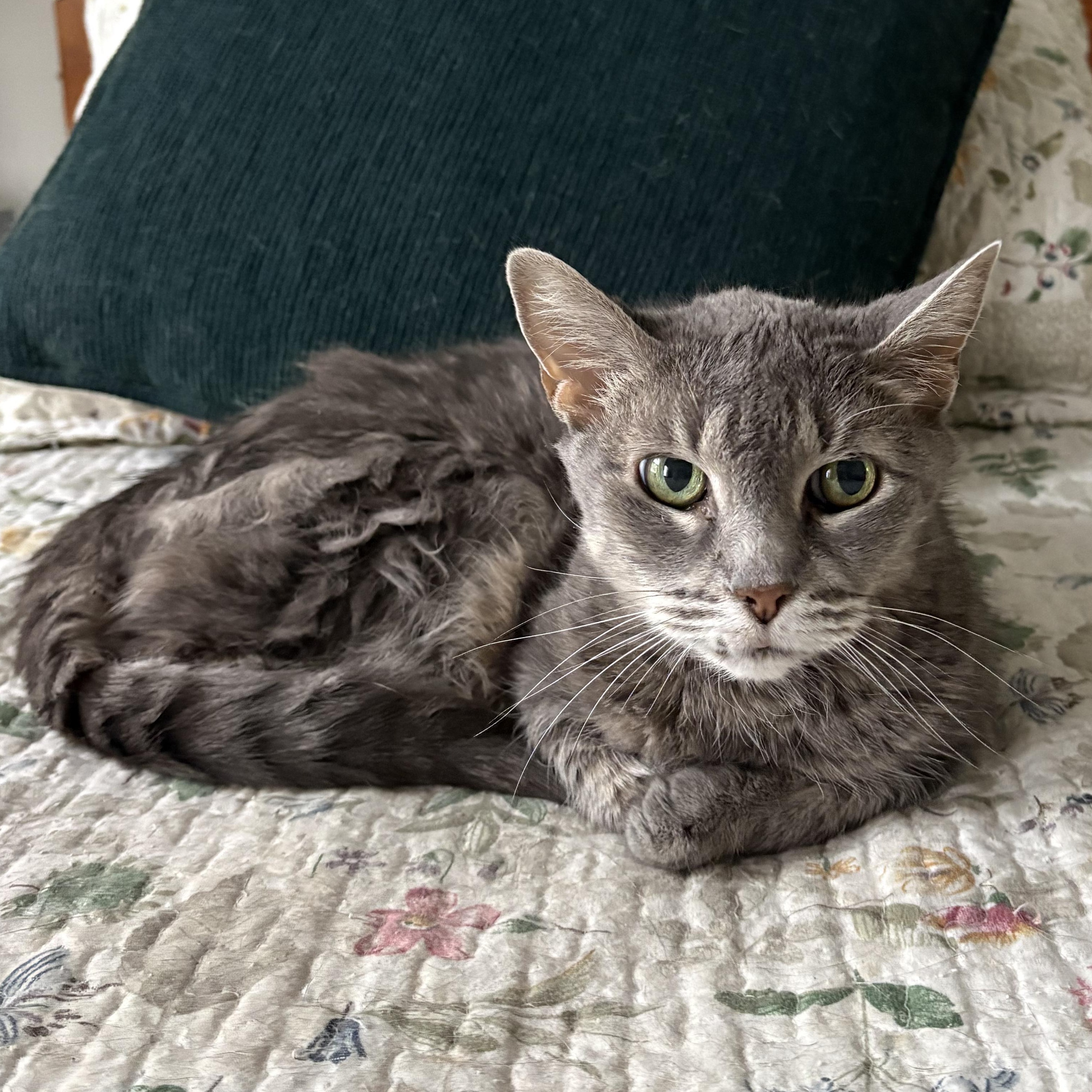 Holly, a ADOPTABLE Domestic Short Hair in Tioga, PA image 2/3