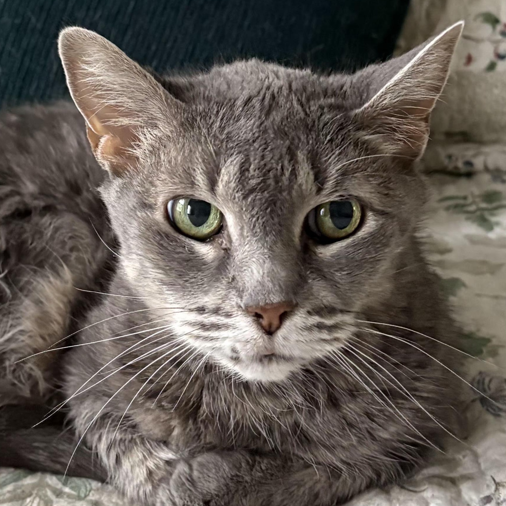 Holly, a ADOPTABLE Domestic Short Hair in Tioga, PA image 1/3