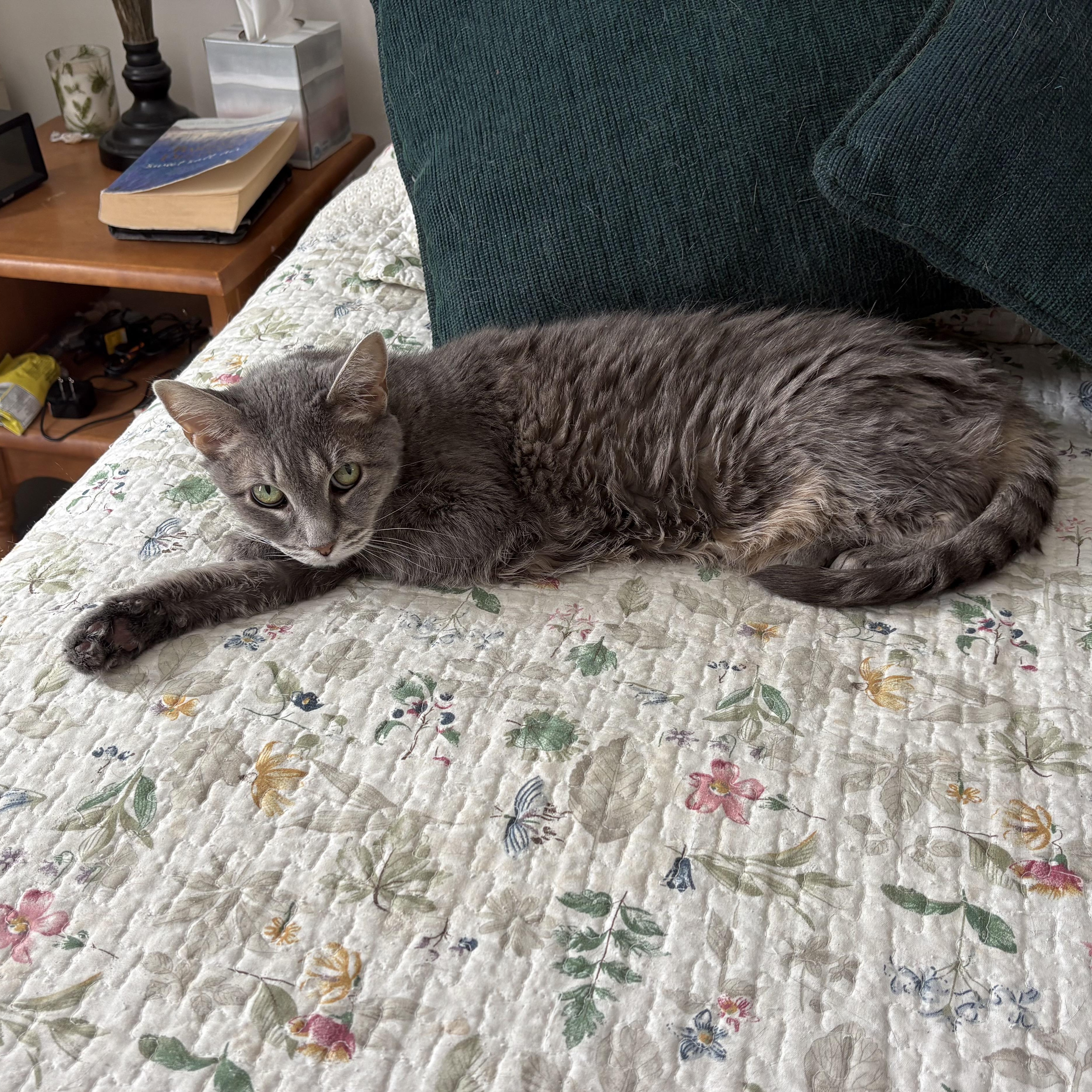 Holly, a ADOPTABLE Domestic Short Hair in Tioga, PA image 3/3