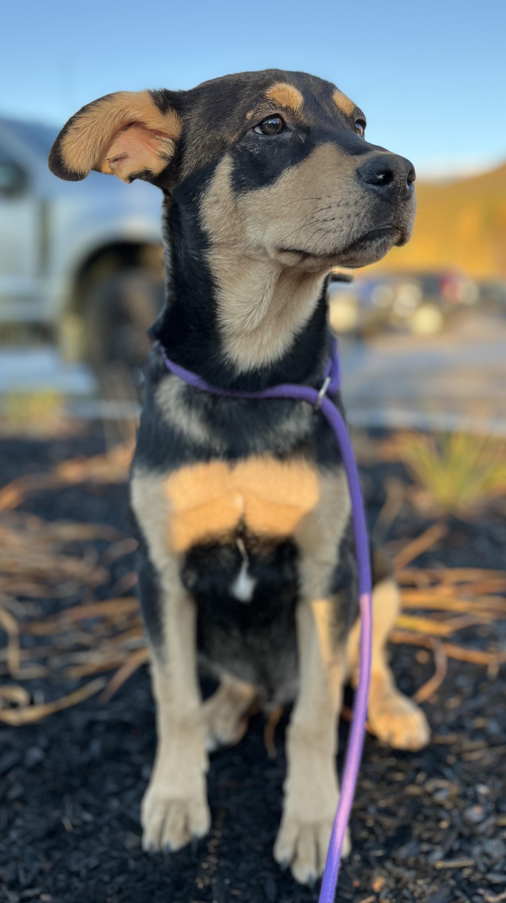 Jimmy (Reduced Fee Until 12/15)