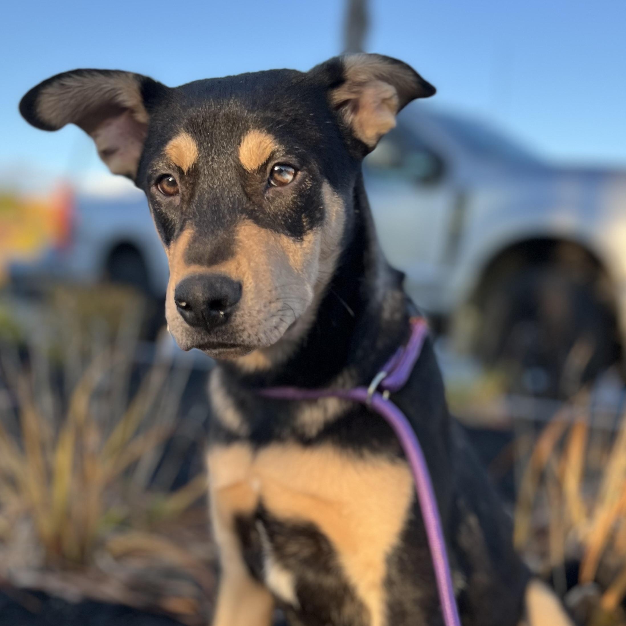Jimmy (Reduced Fee Until 12/15)