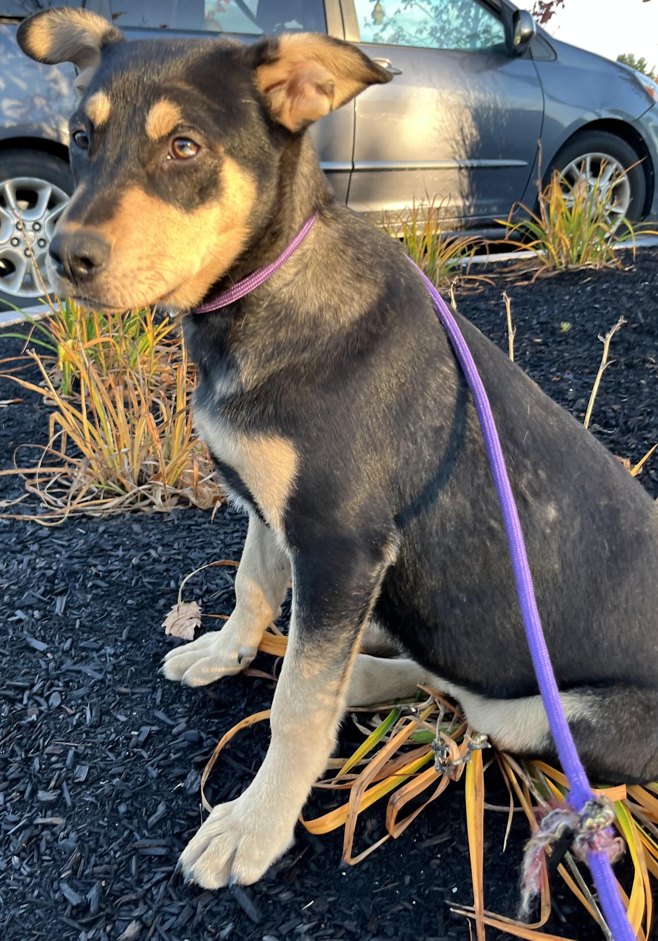 Jimmy (Reduced Fee Until 12/15)