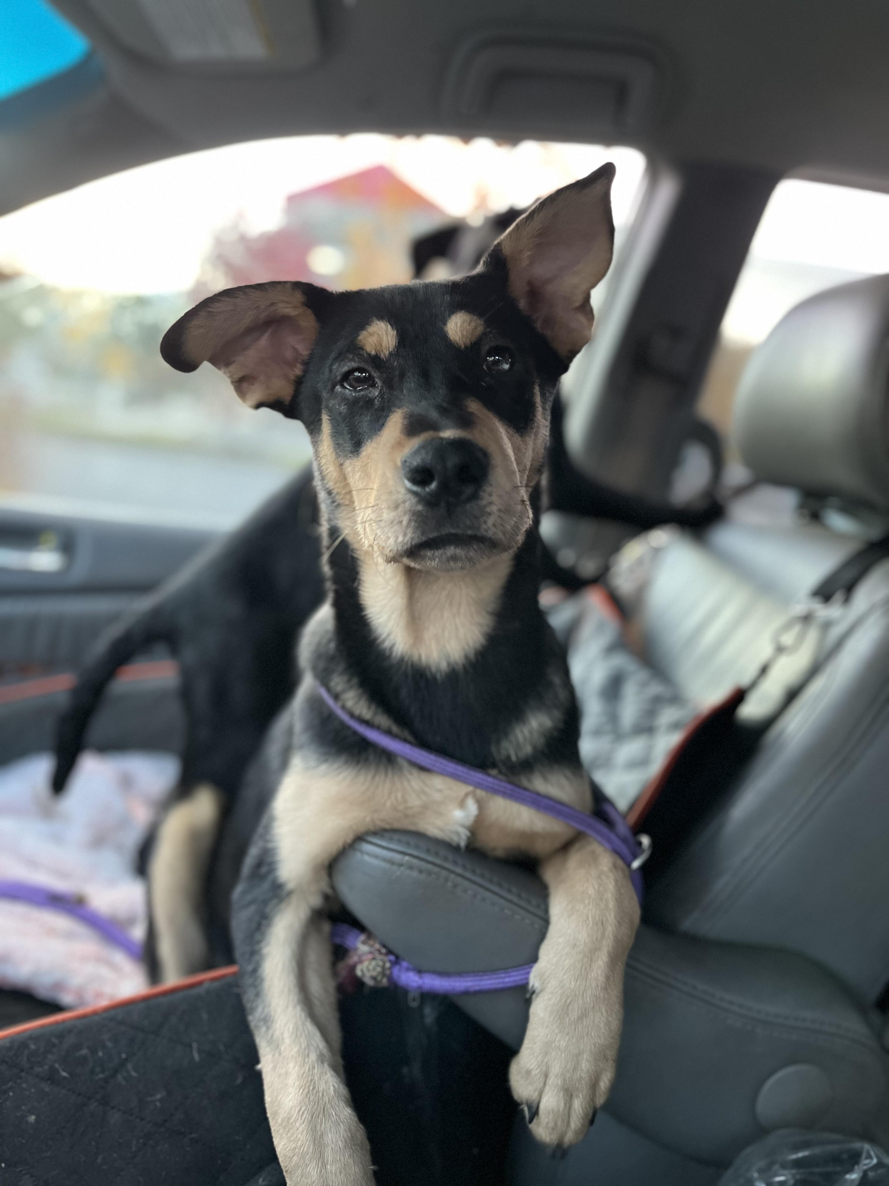 Jimmy (Reduced Fee Until 12/15)