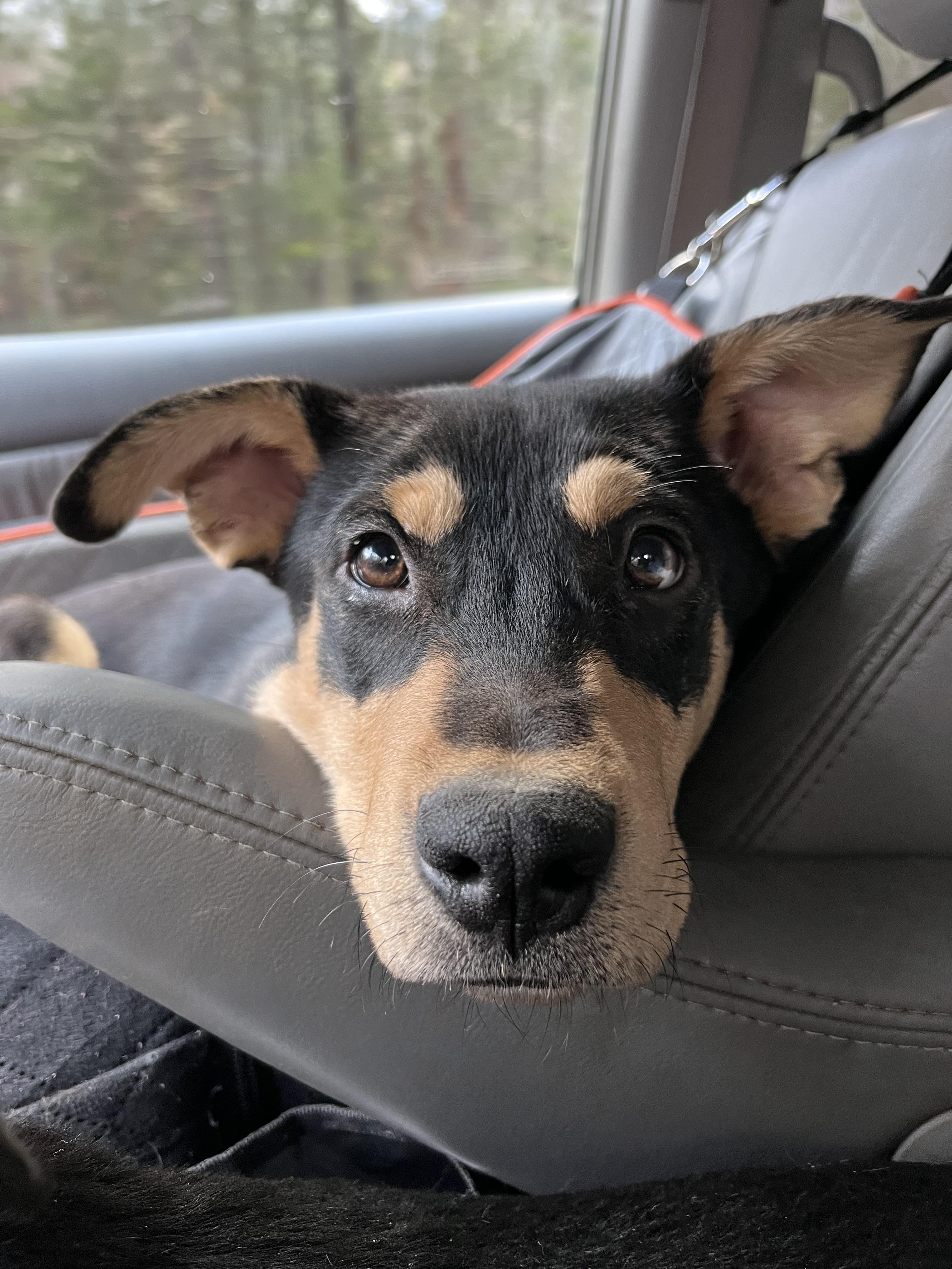 Jimmy (Reduced Fee Until 12/15)