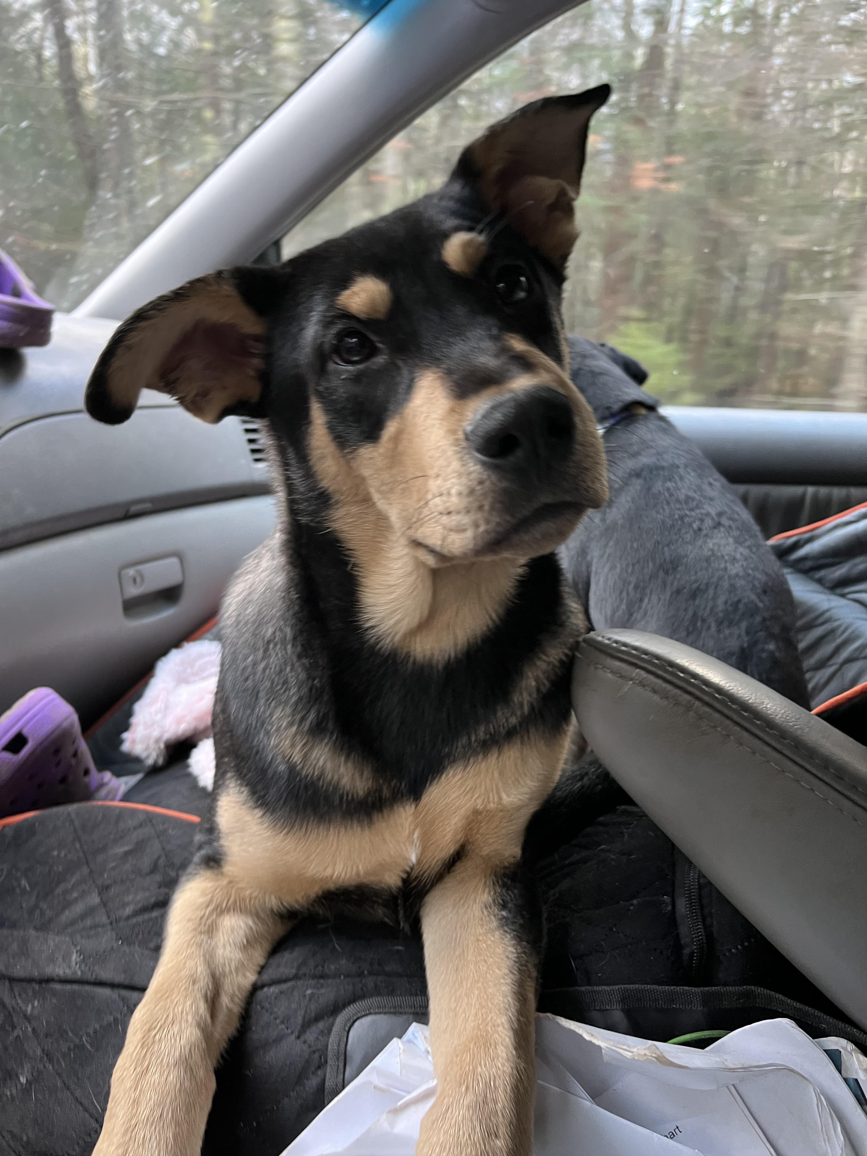 Jimmy (Reduced Fee Until 12/15)