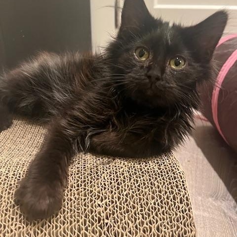 VICTOR-(jn), ADOPTABLE, Kitten Male Domestic Long Hair.