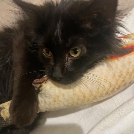 Enlarge VICTOR-(jn), a ADOPTABLE mixed breed in Burlington, WA image 2/2