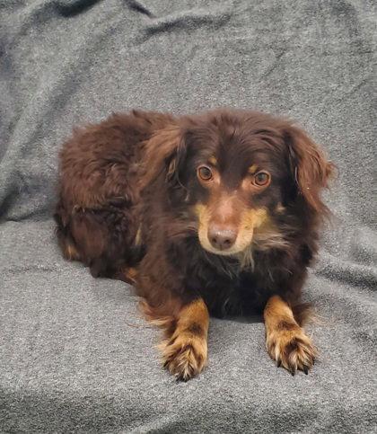 Enlarge Iris (6980), a Adopted Australian Shepherd in Lake City, MI image 1/1