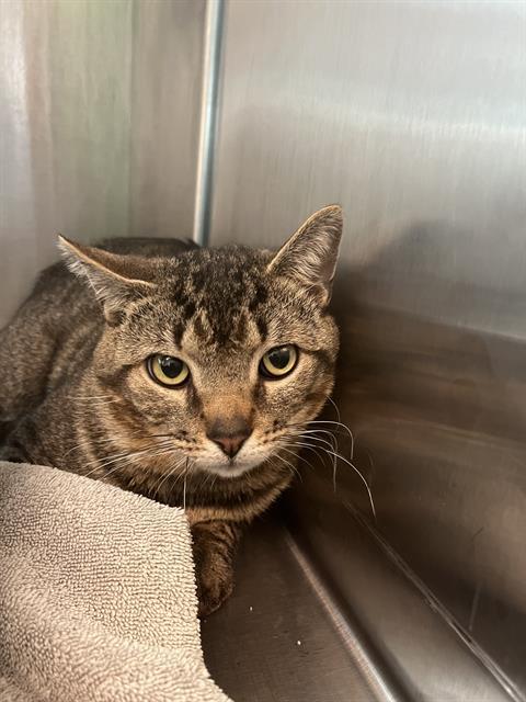 SAILBOAT, Adoptable, Young Male Domestic Short Hair.