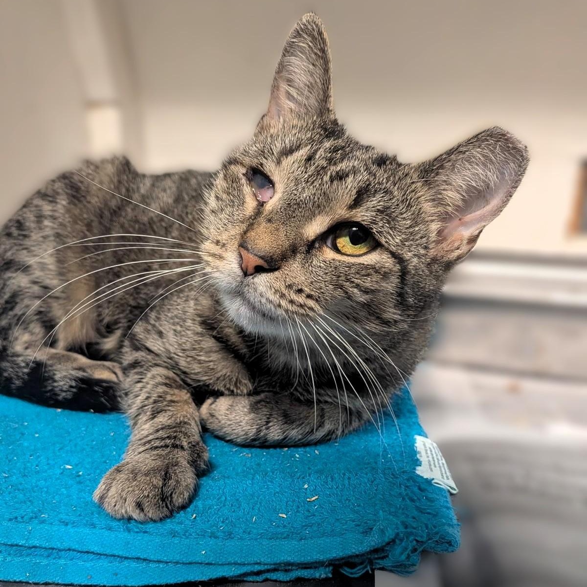 Apple, Adoptable, Adult Female Tabby.