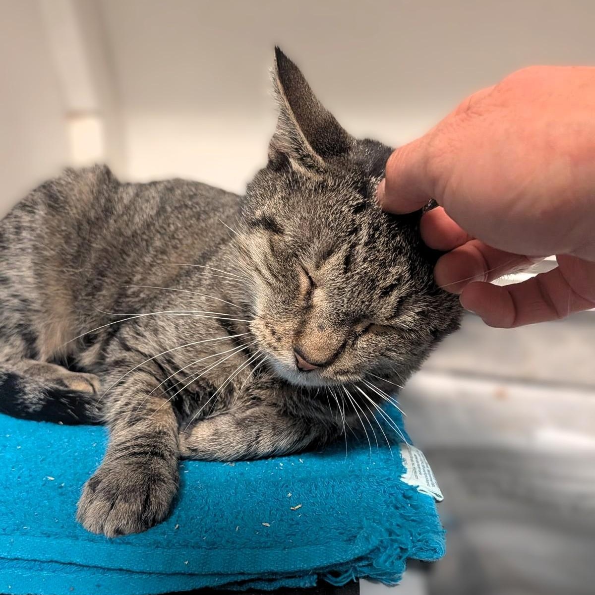 Enlarge Apple, a Adoptable Tabby in Montclair, NJ image 3/3
