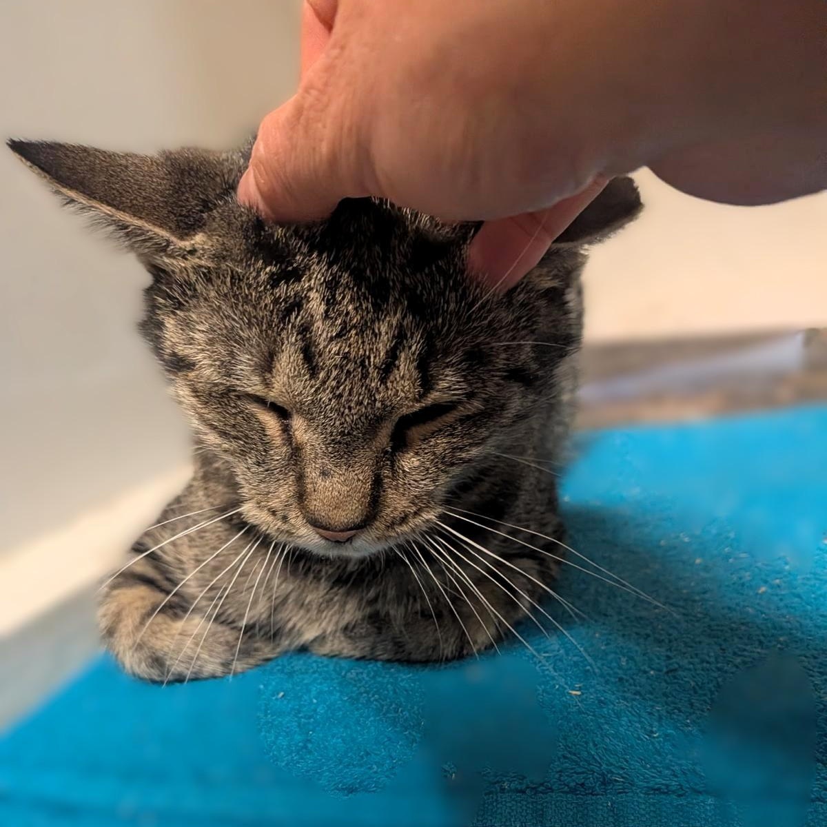 Enlarge Apple, a Adoptable Tabby in Montclair, NJ image 2/3