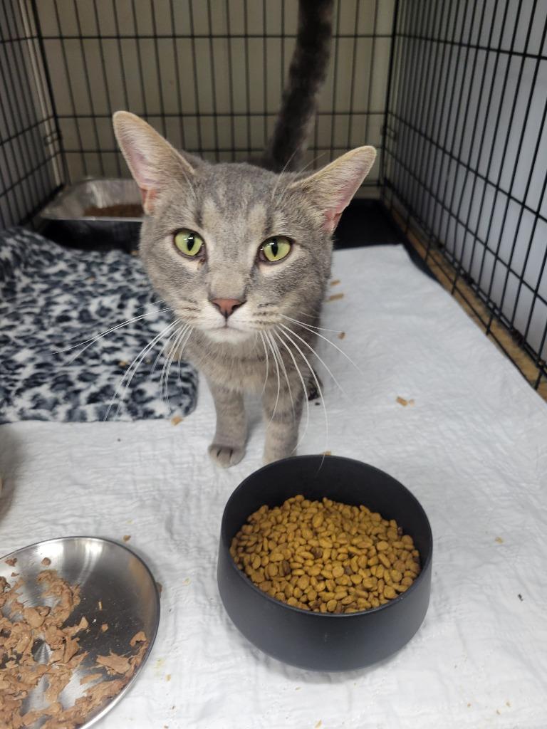 Enlarge Tigger, a Adoptable mixed breed in Rome, GA image 2/4