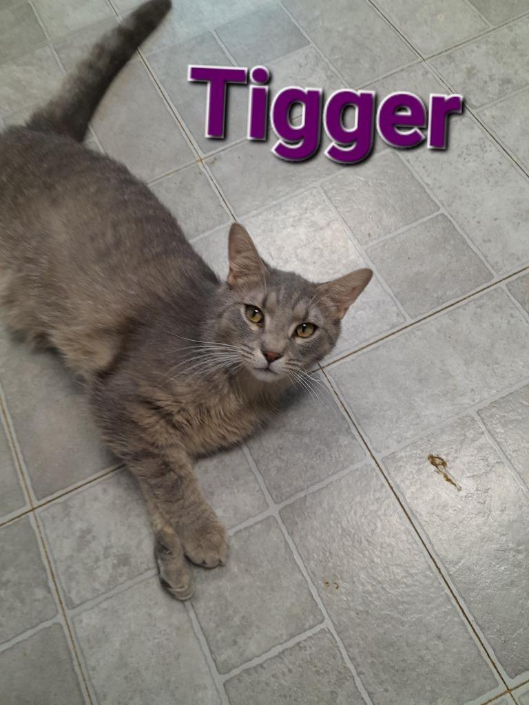 Enlarge Tigger, a Adoptable mixed breed in Rome, GA image 4/4
