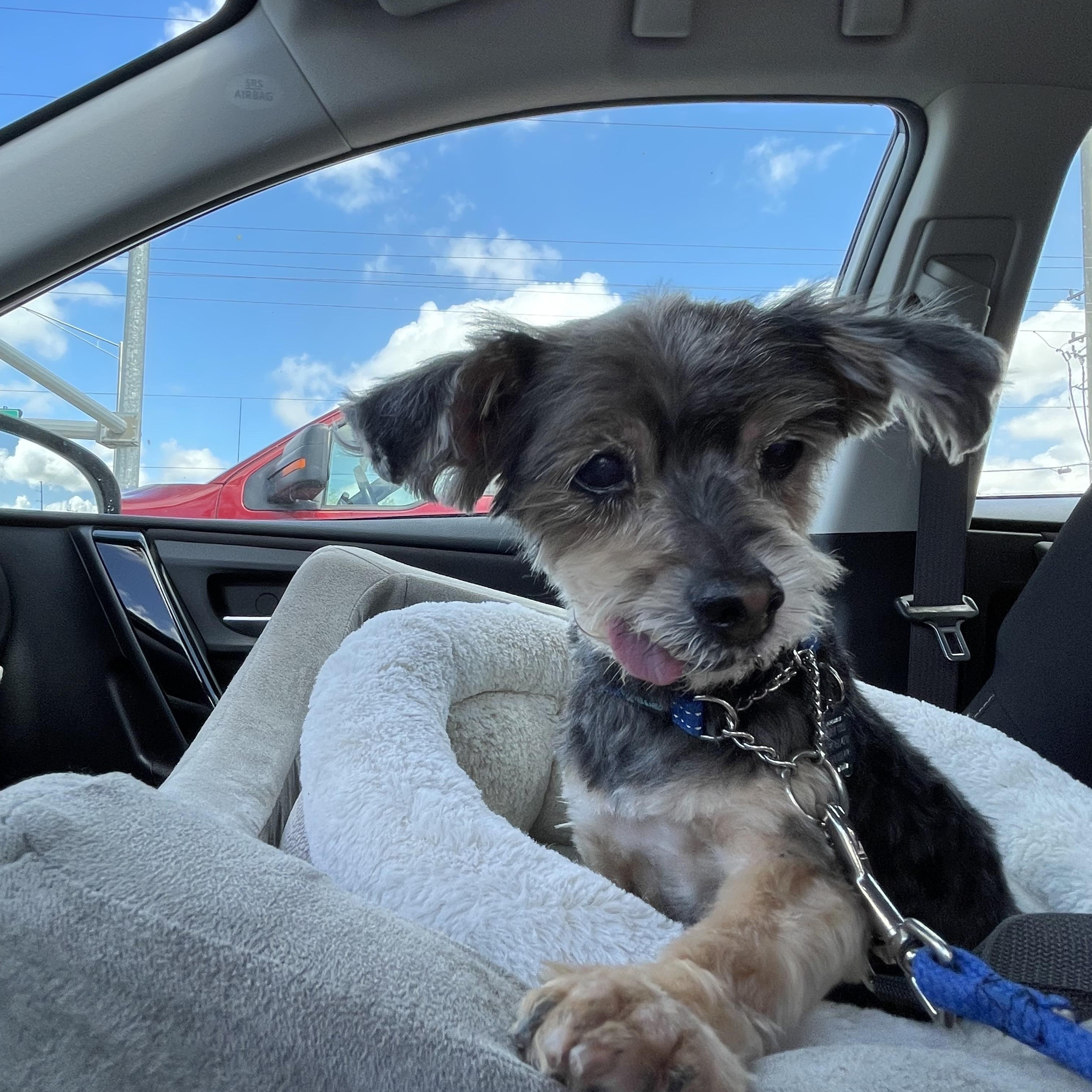 Enlarge Baxter, an adopted Yorkshire Terrier in Bradenton, FL image 2/4
