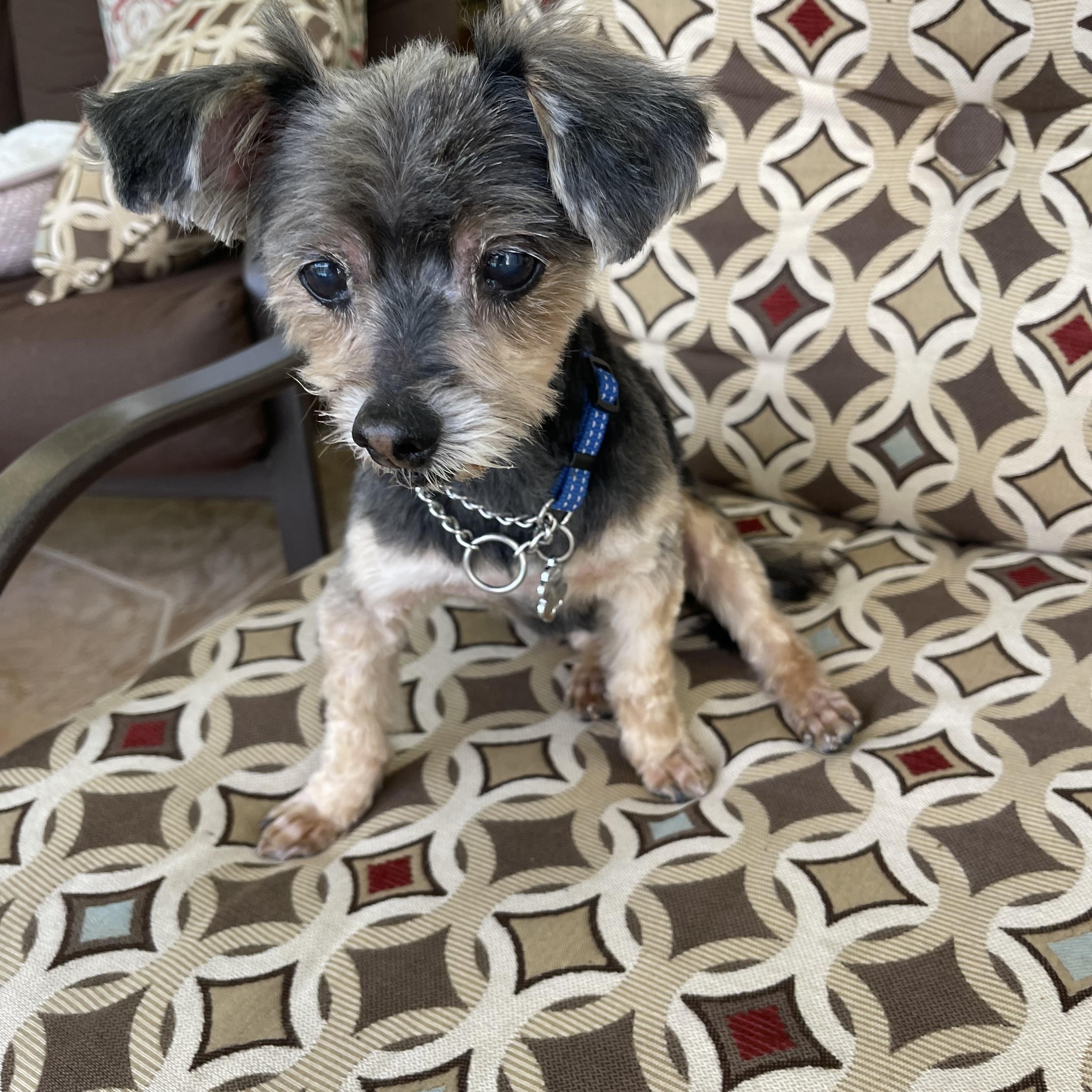 Enlarge Baxter, an adopted Yorkshire Terrier in Bradenton, FL image 3/4