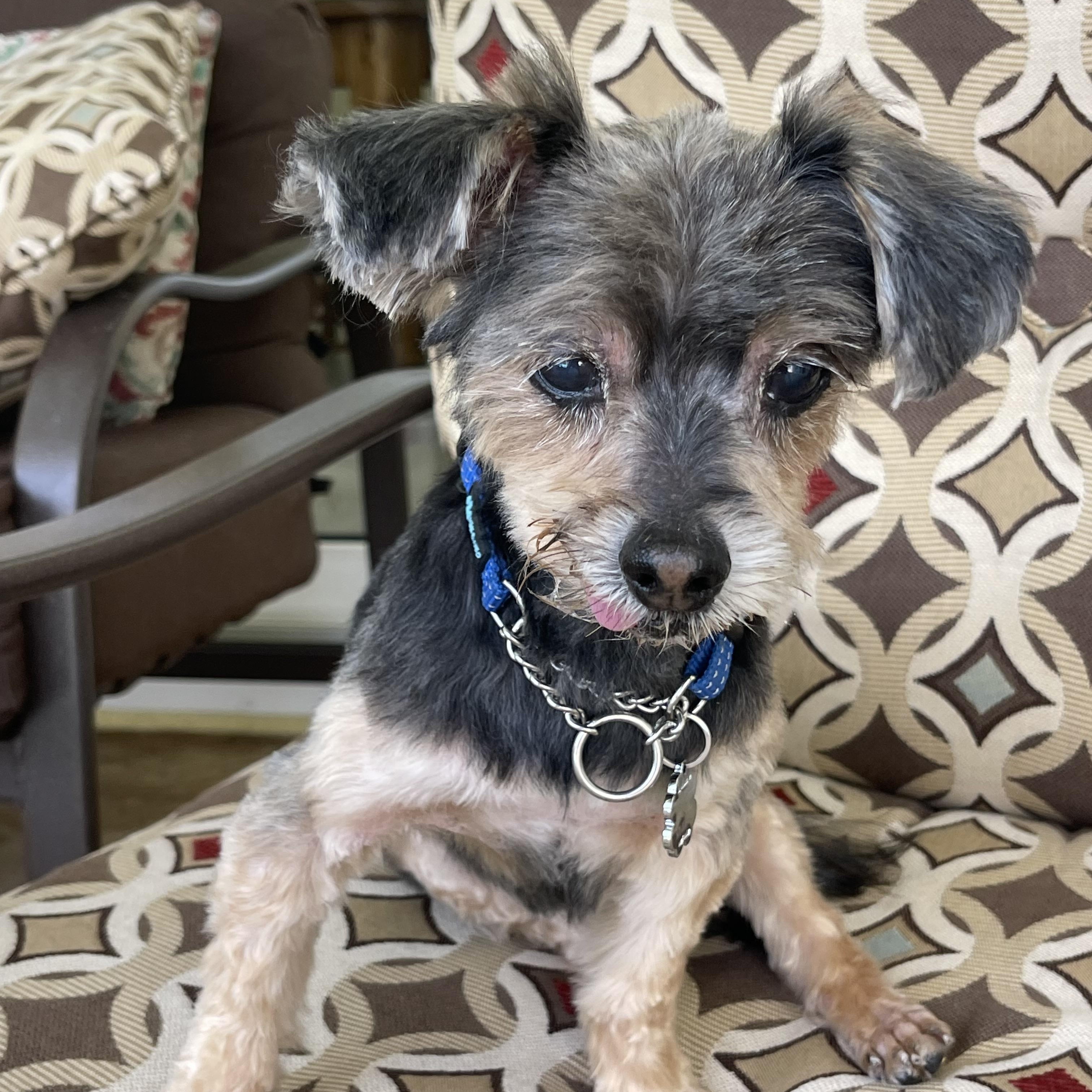 Enlarge Baxter, an adopted Yorkshire Terrier in Bradenton, FL image 1/4