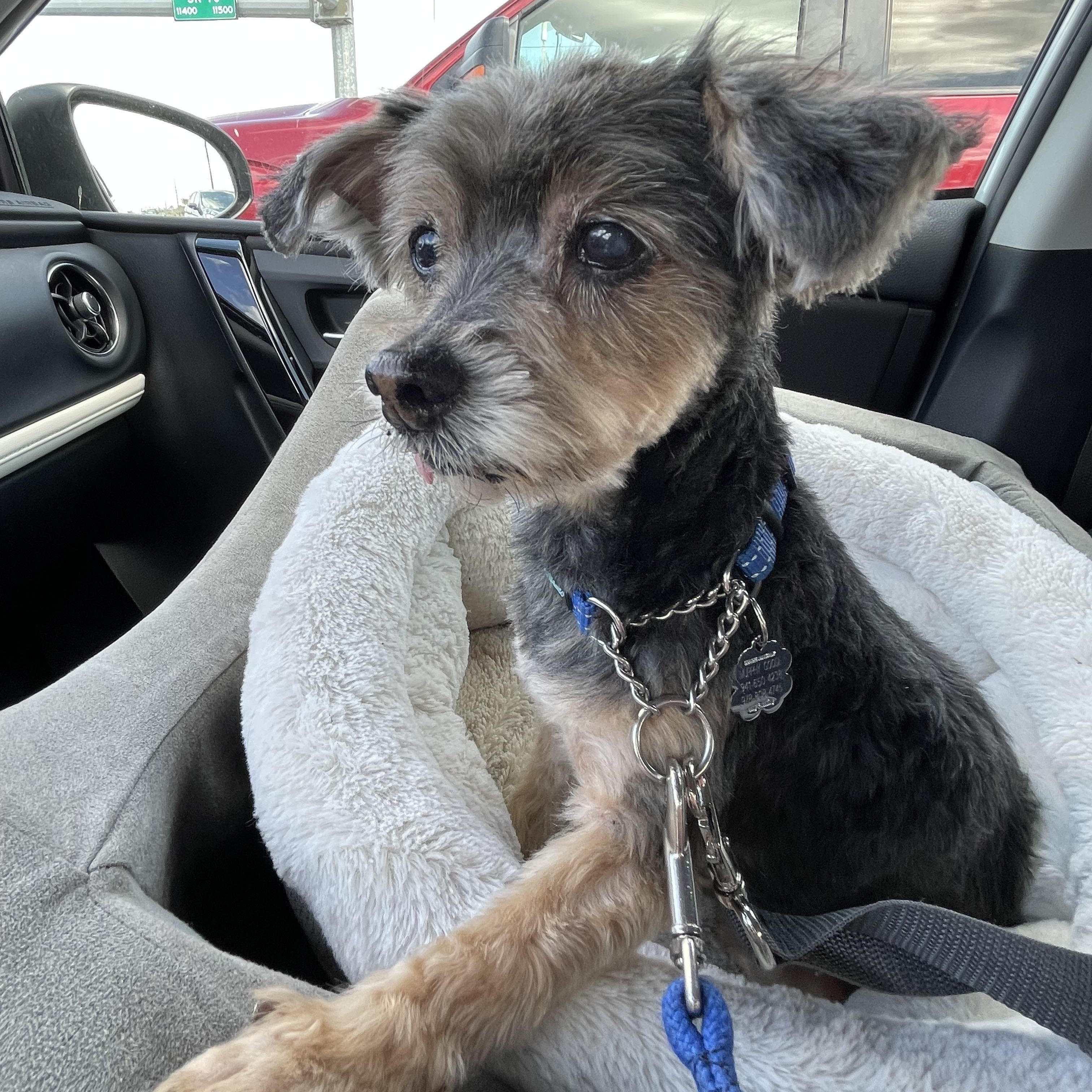 Enlarge Baxter, an adopted Yorkshire Terrier in Bradenton, FL image 4/4