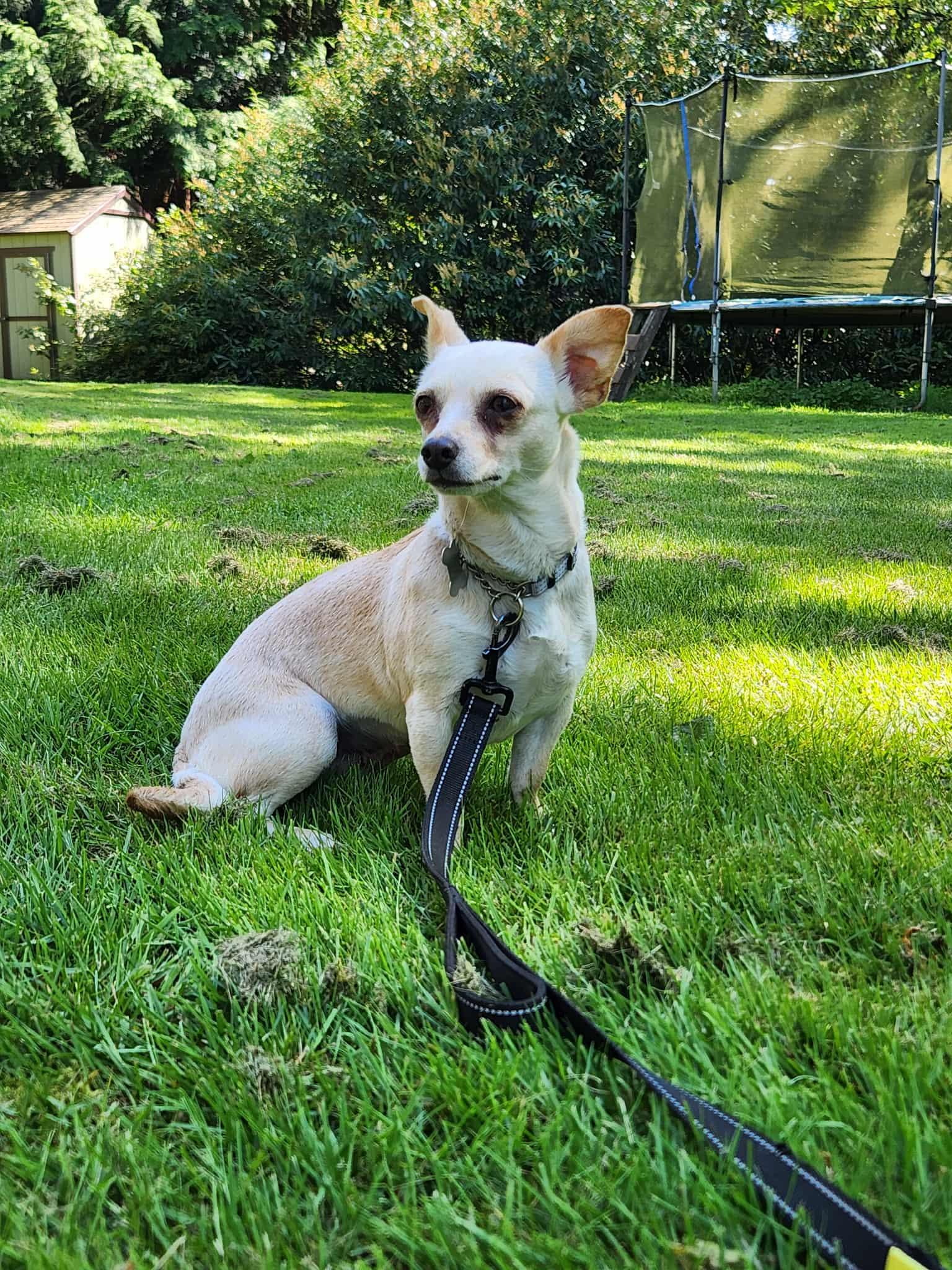 Bambi, Adopted, Adult Female Chihuahua.
