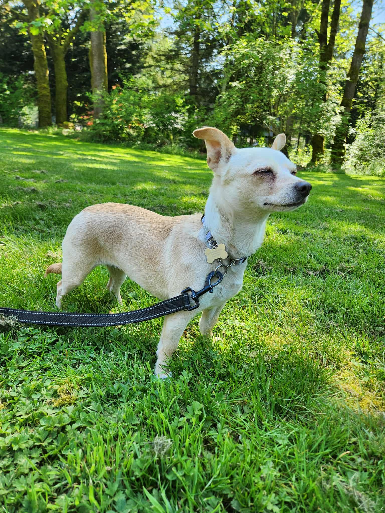 Bambi, a Adopted Chihuahua in Bothell, WA image 2/3