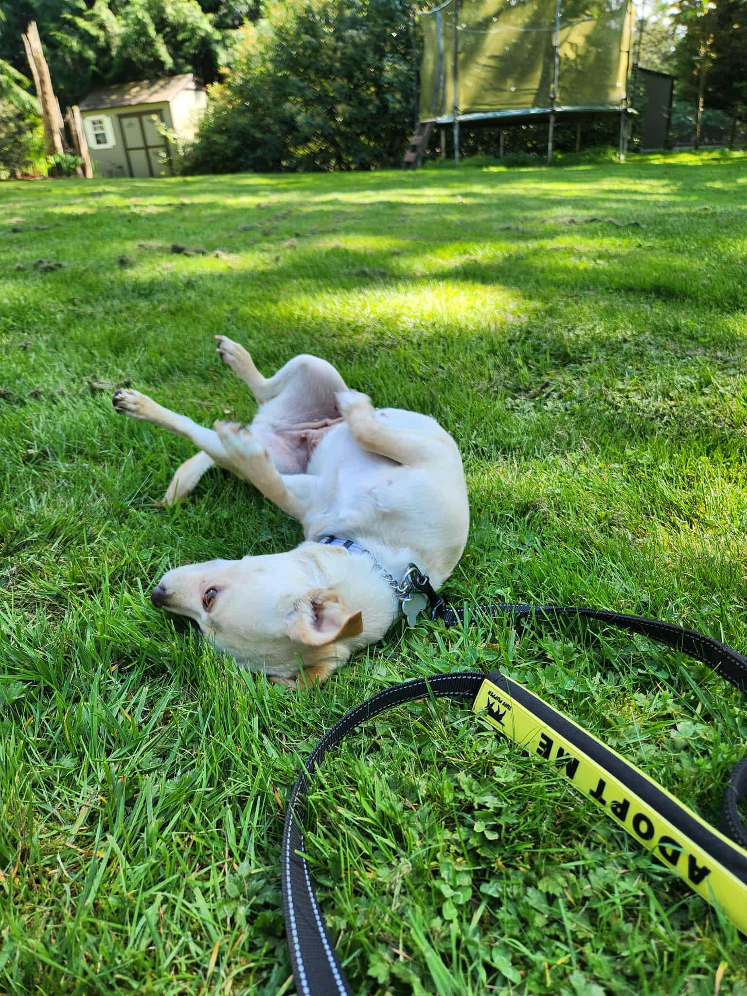 Bambi, a Adopted Chihuahua in Bothell, WA image 3/3