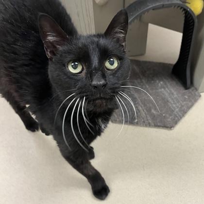 Milo, Adoptable, Senior Male Domestic Short Hair & Domestic Short Hair.