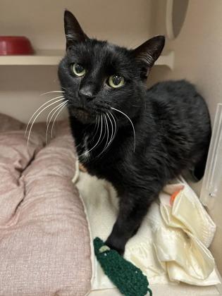 Enlarge Milo, a Adoptable mixed breed in Quakertown, PA image 2/3