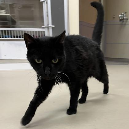 Enlarge Milo, a Adoptable mixed breed in Quakertown, PA image 3/3
