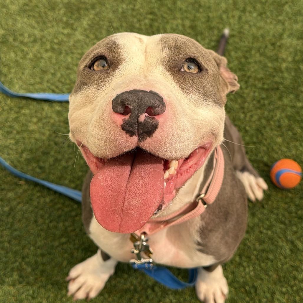 Enlarge Ella, a Adoptable Pit Bull Terrier in Durango, CO image 1/6