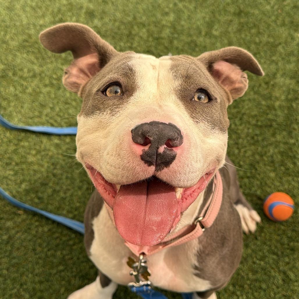 Enlarge Ella, a Adoptable Pit Bull Terrier in Durango, CO image 2/6