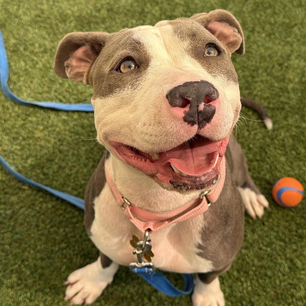 Enlarge Ella, a Adoptable Pit Bull Terrier in Durango, CO image 3/6
