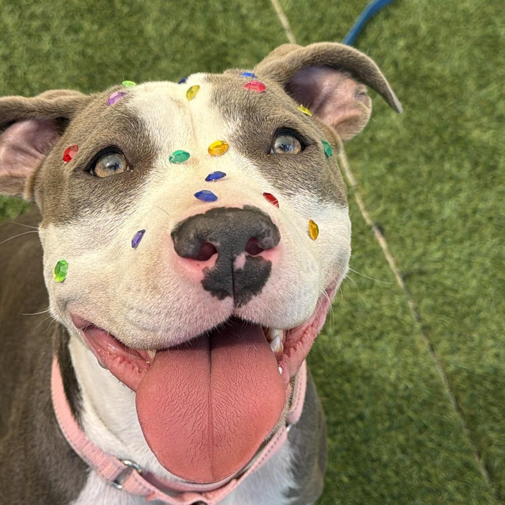 Enlarge Ella, a Adoptable Pit Bull Terrier in Durango, CO image 4/6
