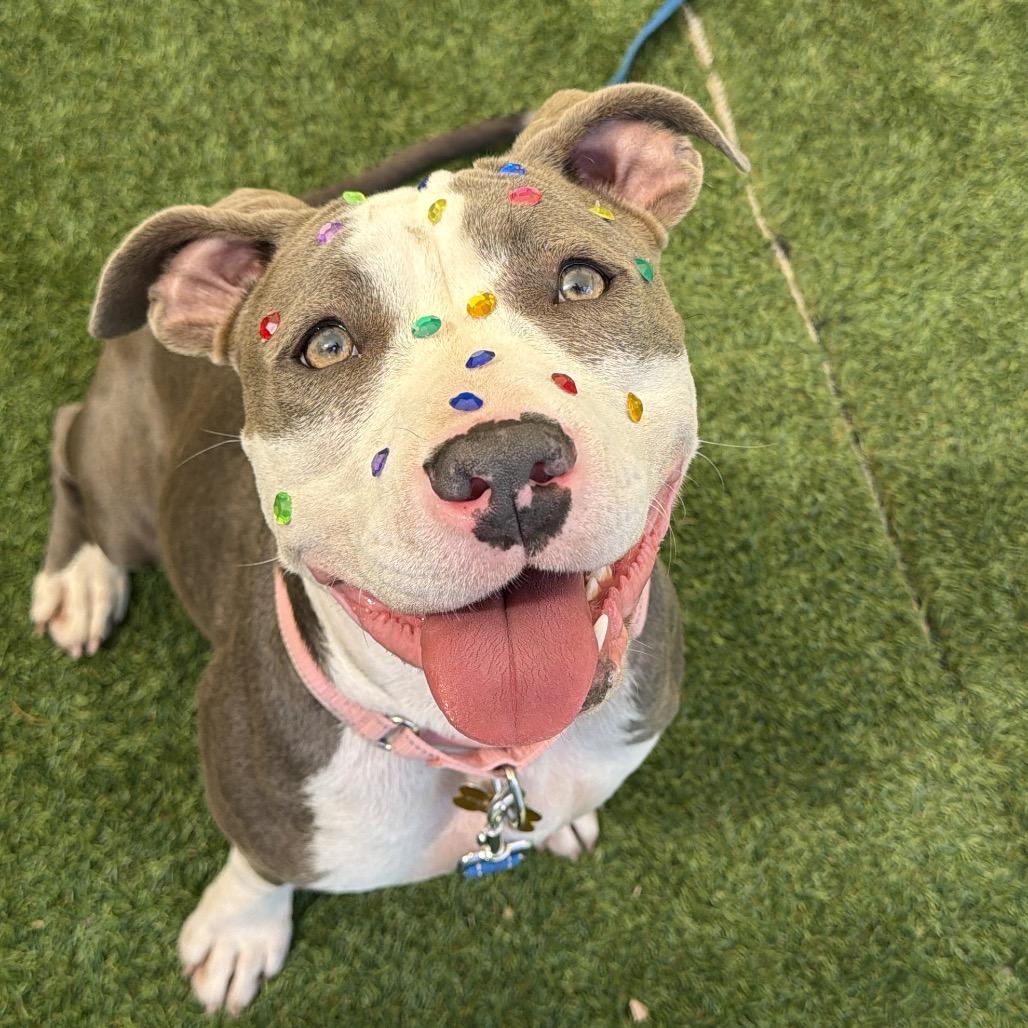 Enlarge Ella, a Adoptable Pit Bull Terrier in Durango, CO image 5/6