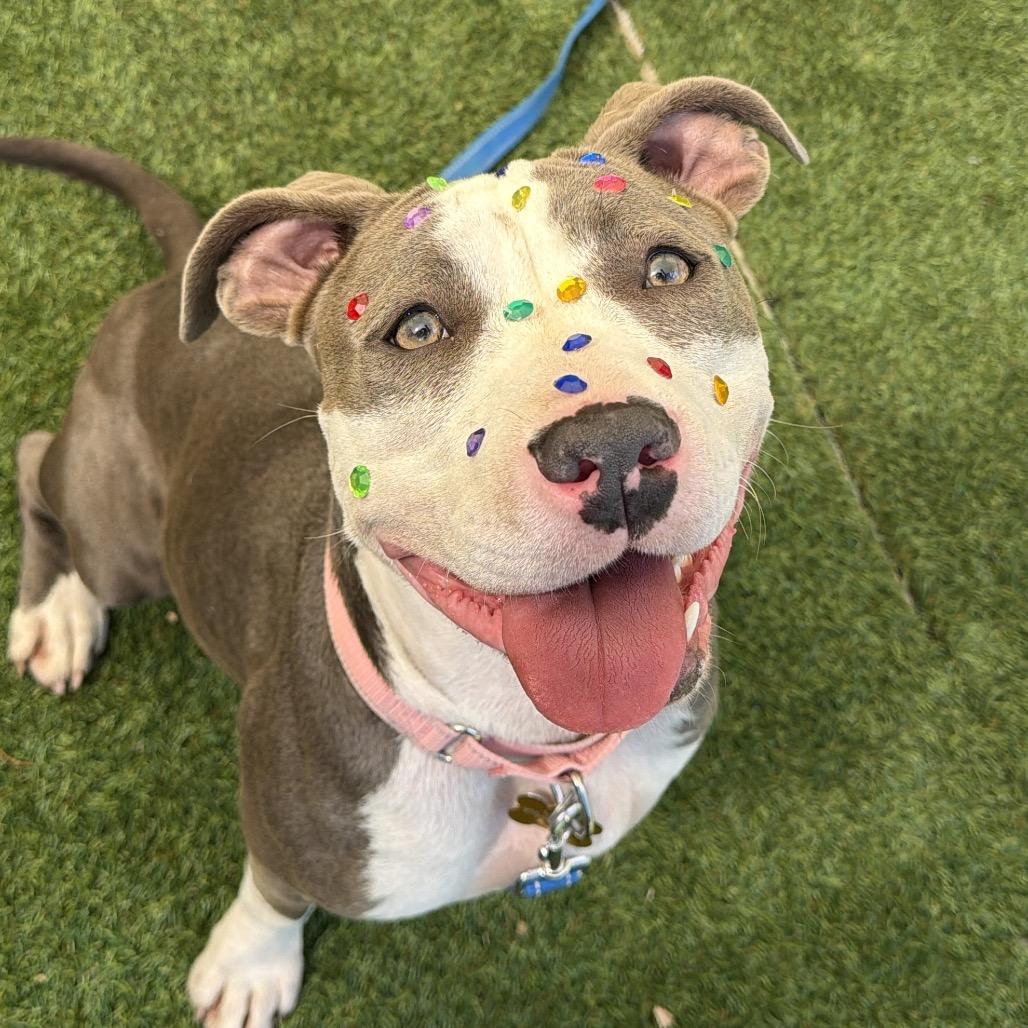 Enlarge Ella, a Adoptable Pit Bull Terrier in Durango, CO image 6/6