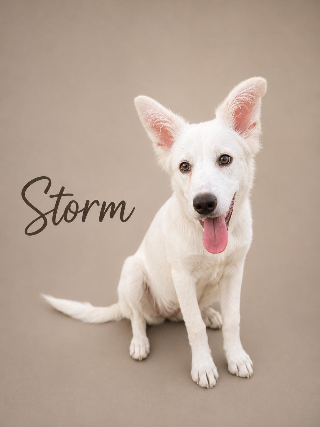 Enlarge Storm, a ADOPTABLE Mixed Breed in MYRTLE BEACH, SC image 1/1