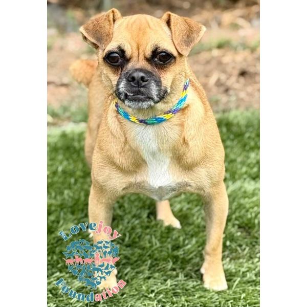 Kern 7 Litter-Emerald