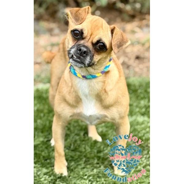 Kern 7 Litter-Emerald