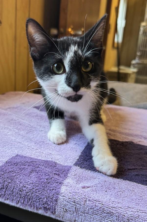 Sylvie, Adoptable, Kitten Female Domestic Short Hair.