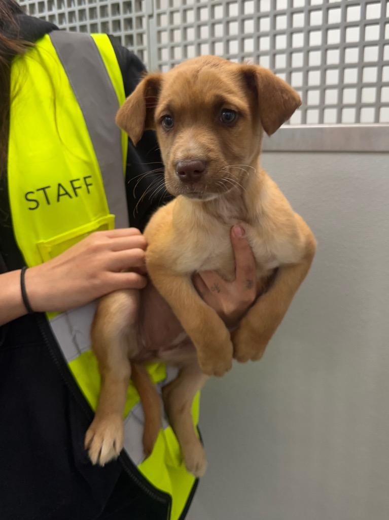 Skippy, Adoptable, Puppy Female Labrador Retriever & Husky.