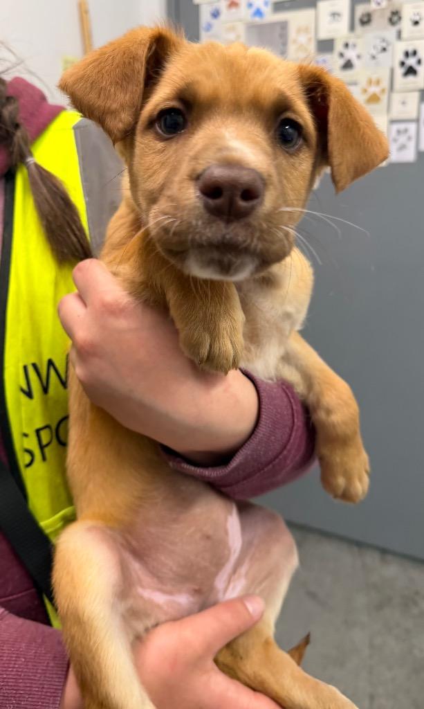 Enlarge Skippy, a Adoptable mixed breed in Yellowknife, NT image 2/2
