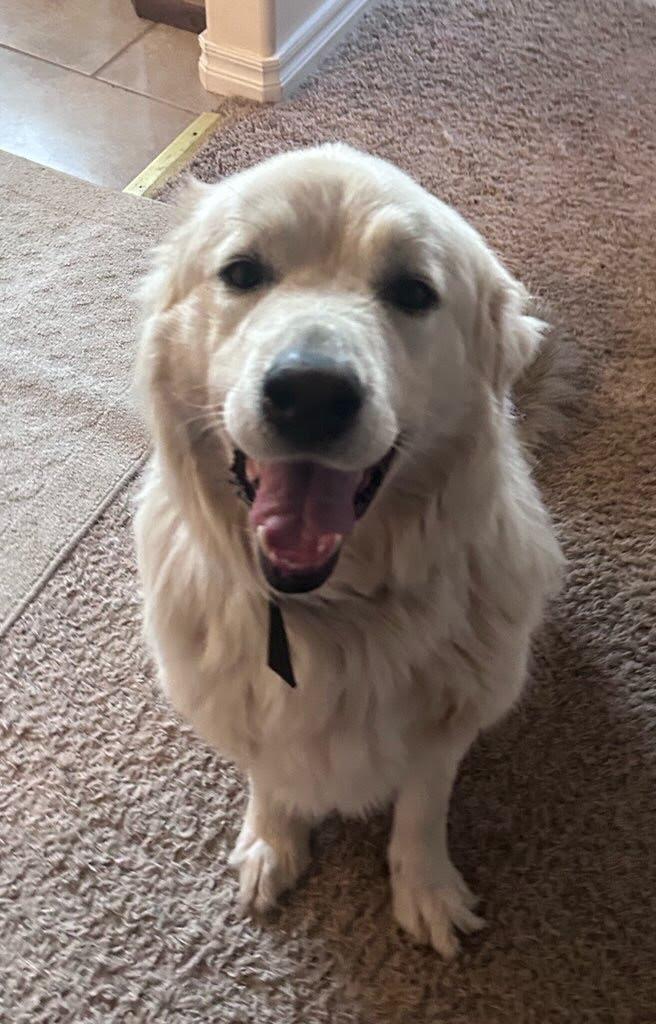 Maggie, a Adoptable mixed breed in Winter Park, CO image 1/3