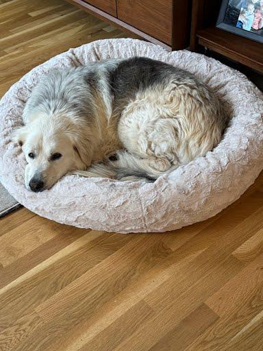 Maggie, a Adoptable mixed breed in Winter Park, CO image 2/3