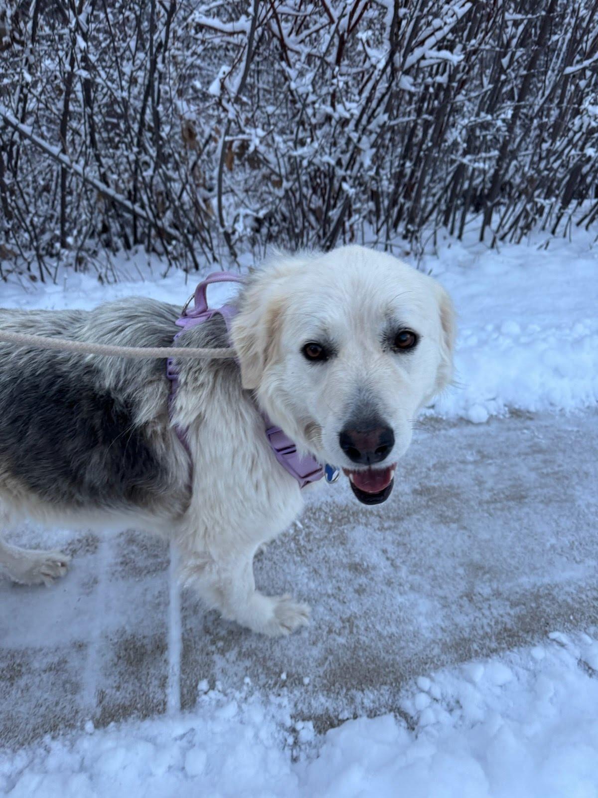 Maggie, a Adoptable mixed breed in Winter Park, CO image 3/3